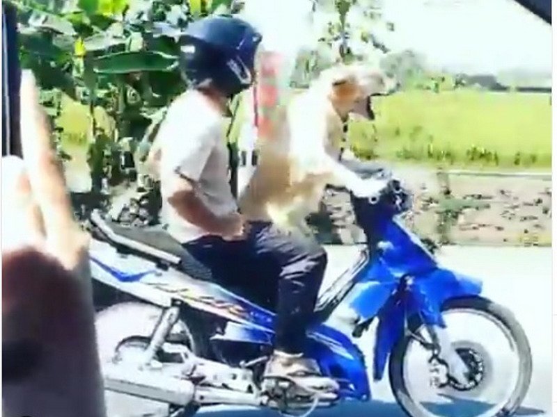 Viral Video Anjing Kendarai Motor, Netizen: Lucu Banget
