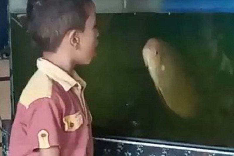 Viral Bocah 'Adu Mulut' dengan Ikan, Netizen: Titisan Aquaman