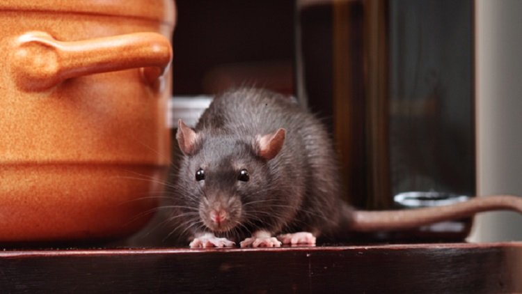 Viral Video Tikus Makan Makanan di Warteg, Ini Bahaya yang Mengintai!