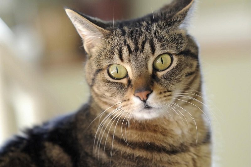 Polisi Kantongi Keberadaan Pria Pemakan Kucing yang Viral di Medsos
