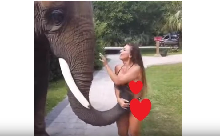 Viral Gajah di Taman Safari Raba Payudara Model Majalah Playboy