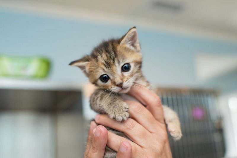 Viral Pemuda Mencekoki Miras ke Anak Kucing Sampai Sempoyongan, Netizen: Bodohnya Sampe ke DNA!