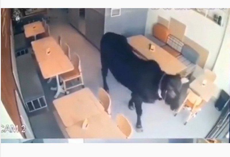 Viral Sapi Kurban Masuk Kafe, Komentar Netizen Bikin Ngakak