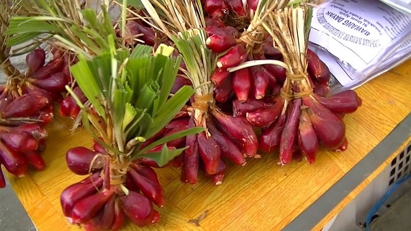 Viral Bawang Dayak Diklaim Dapat Sembuhkan Kanker, Benarkah?