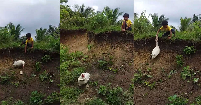 Viral Bebek Bantu Ambilkan Sandal Terjatuh Bocah Laki-Laki