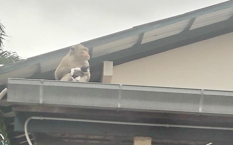 Viral Video Monyet Gendong dan Suapi Anak Kucing, So Sweet