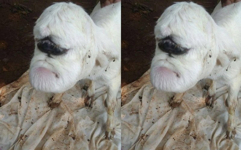 Heboh Kambing Mata Satu Tanpa Hidung dan Mulut Menganga