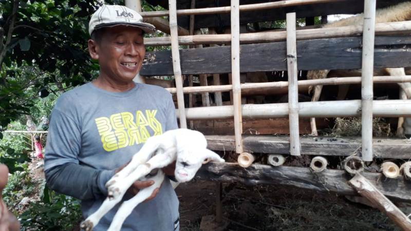 Viral Kambing Mata Satu di Bogor, Pemilik: Ada yang Mau Beli Mahal