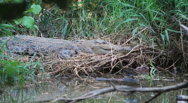 Viral Penampakan Buaya Naik ke Permukaan, Warga Geger