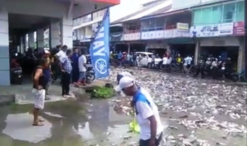 Ribuan Ikan Patin "Berenang" di Jalan Raya Bikin Heboh Warga