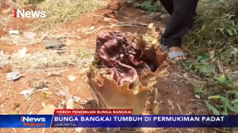 Heboh Bunga Langka Tumbuh di Kawasan Pasar Minggu