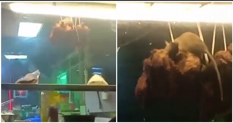 Viral Video Tikus di Restoran, Asyik Makan Ayam Goreng di Etalase