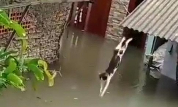 Viral Kucing Nekat Berenang di Banjir