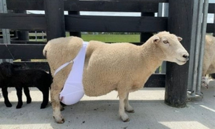 Viral Penampakan Seekor Domba yang Pakai Bra