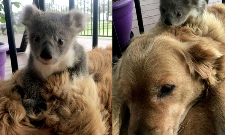 Anjing Ini Viral Usai Selamatkan Nyawa Seekor Koala yang Kedinginan