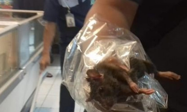 Viral Tikus Berkeliaran di Supermarket Lampung