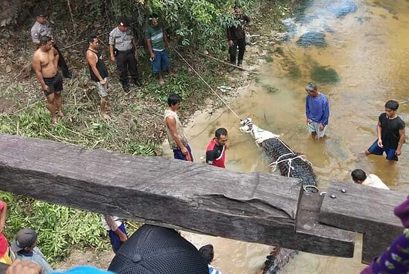 Buaya Berbobot 500 Kg Hebohkan Warga Kalteng