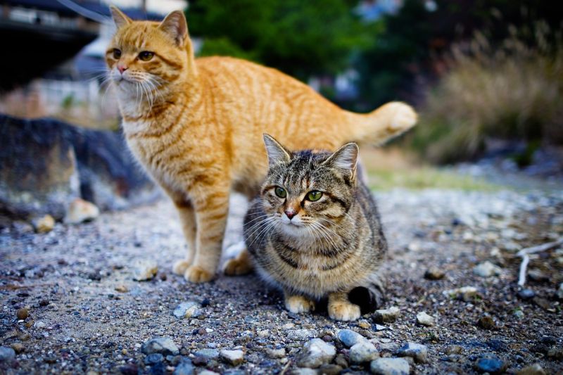 Viral Aksi Keji Pria di Bekasi Bunuh Seekor Kucing