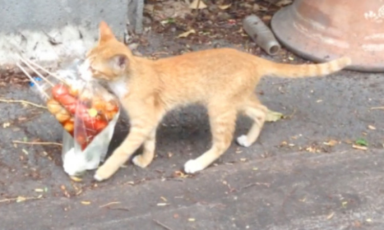 Viral Kucing Beli Jajan Sore Hari