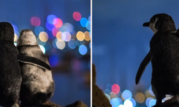 Viral Foto Penguin yang Saling Merangkul dan Kisah Haru Dibaliknya