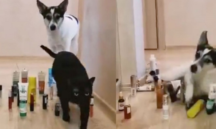 Viral Aksi 'Cat Vs Dog Challenge' yang Menggemaskan