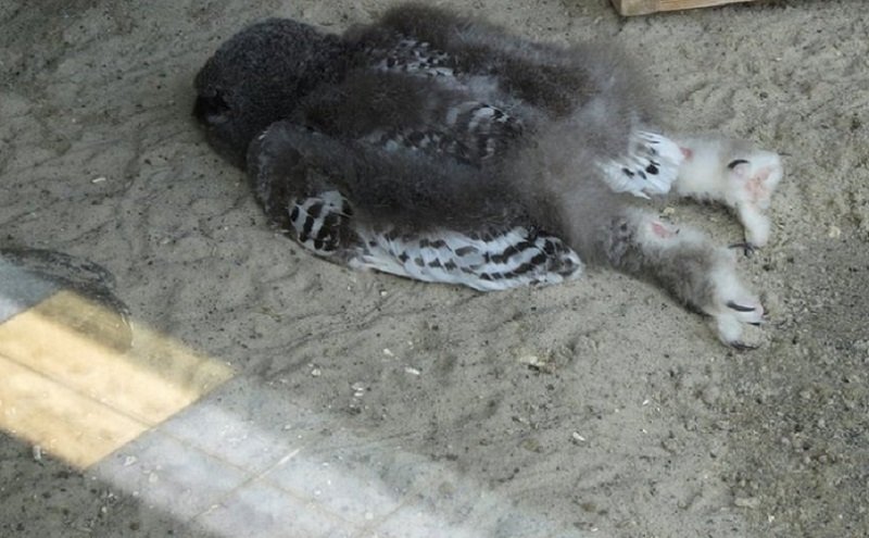 Viral Foto Bayi Burung Hantu Tidur Telungkup, Wajahnya Sampai Nyusruk ke Tanah