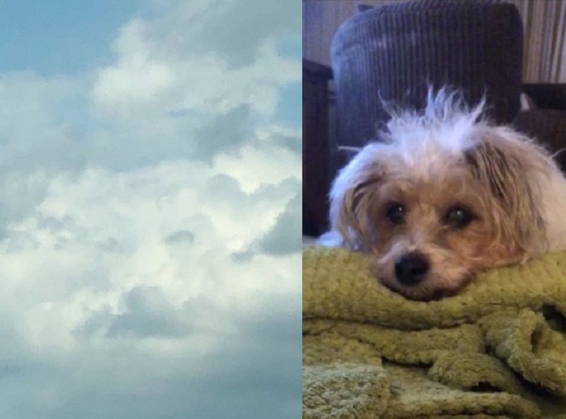 Heboh Foto Awan Mirip Wajah Anjing, Kisah di Baliknya Bikin Haru