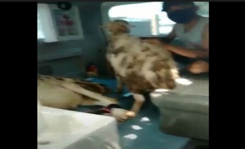 Viral Mobil Ambulans Angkut Kambing di Lumajang