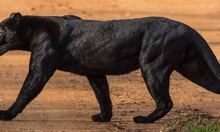 Kemunculan Black Panther di Tengah Hutan Buat Warganet Heboh