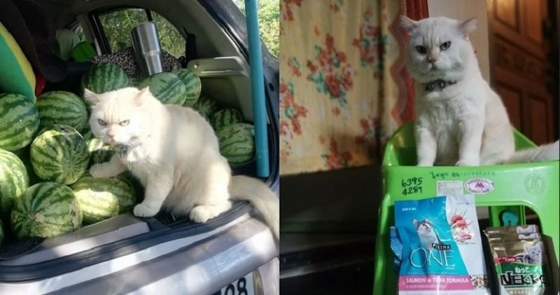 Kenalan dengan Pearl, Kucing Viral Penjaga Semangka