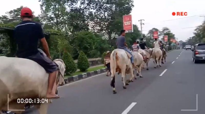 Viral! Naik Sepeda Sudah Biasa, Kini Trennya Naik Sapi