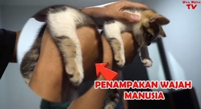 Begini Penampakan Kucing Bercorak Wajah Manusia Milik Ibunda Nagita Slavina yang Harganya Rp 1 Miliar!