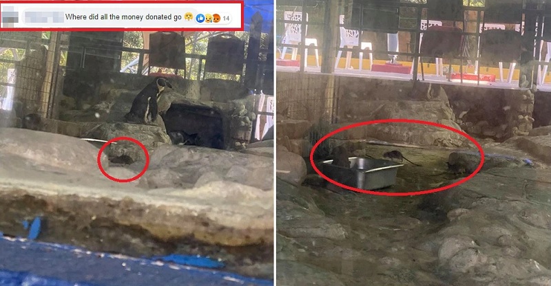 Banyak Tikus Berkeliaran di Kandang Penguin, Netizen Geram