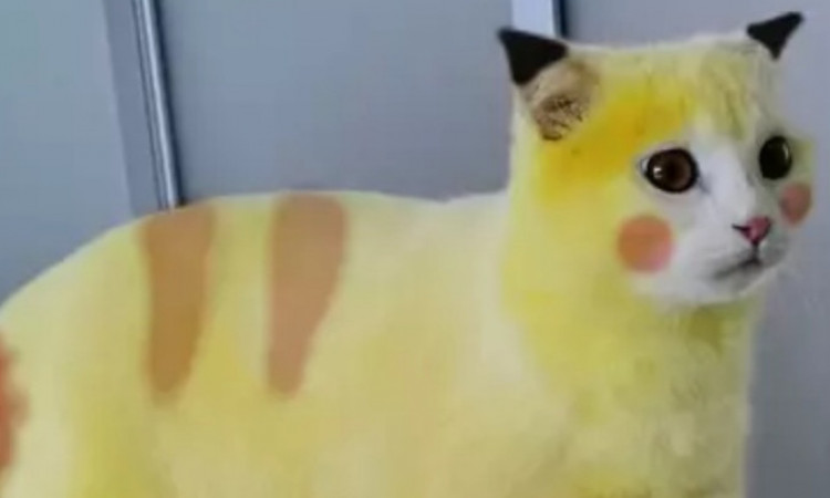 Viral Kucing Berbulu Kuning yang Disebut Mirip Pikachu