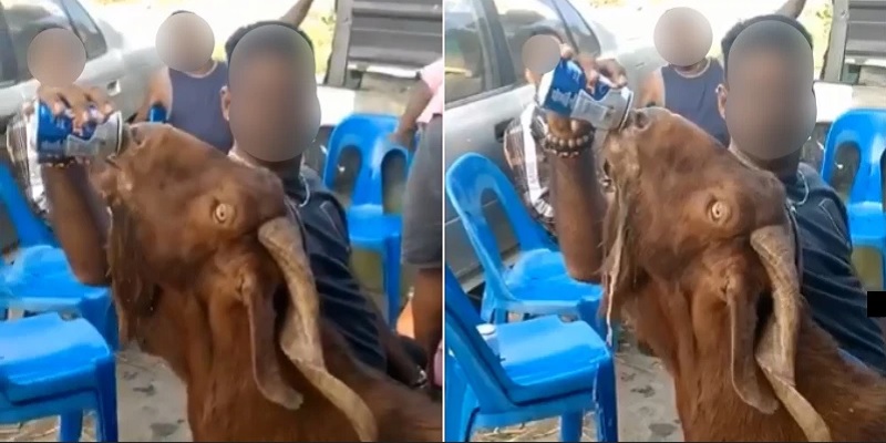 Viral Kambing Dicekoki Miras, Netizen Geram