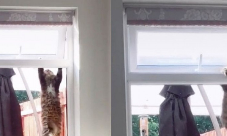 Viral, Kucing Lakukan Pull-up di Jendela!