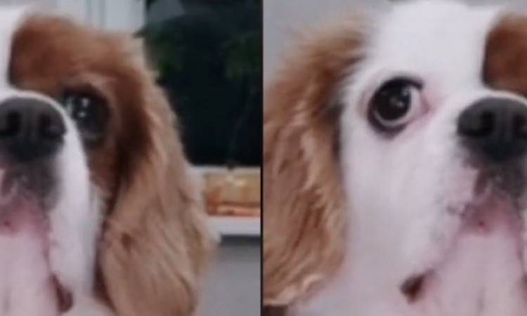 Viral Seekor Anjing Joget TikTok, Sukses Curi Perhatian Warganet