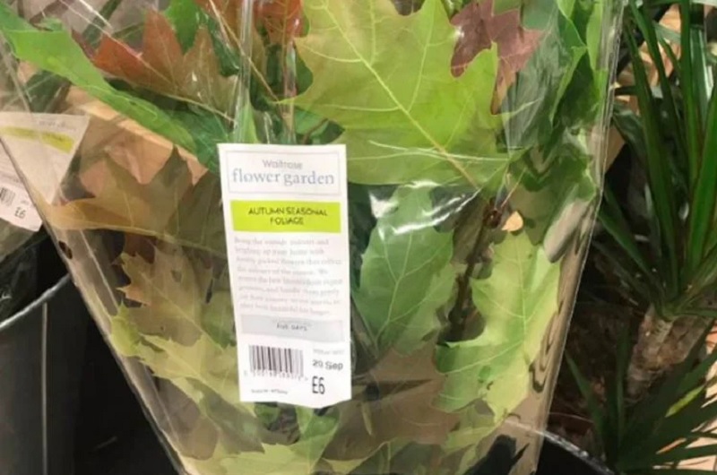 Jual Buket Daun dengan Harga Mahal, Supermarket Ini Dihujat Netizen