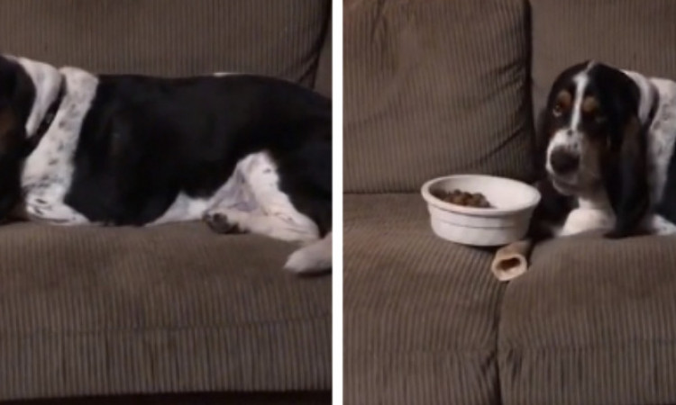 Viral Video Anjing Bawa Makanannya Sendiri untuk Makan di Sofa