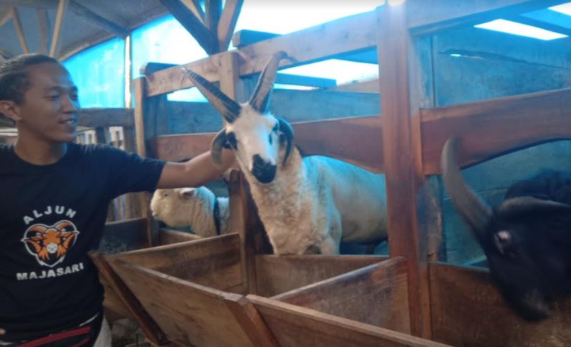 Heboh Kambing Bertanduk 4 di Majalengka, Harganya Fantastis