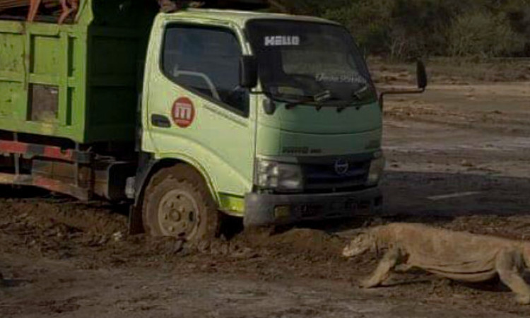 Viral Potret Komodo Hadang Truk di Pulau Rinca