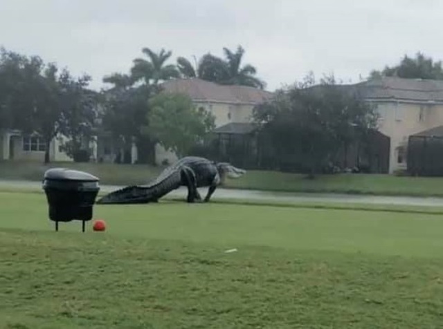 Heboh Buaya Aligator Raksasa Berkeliaran di Lapangan Golf