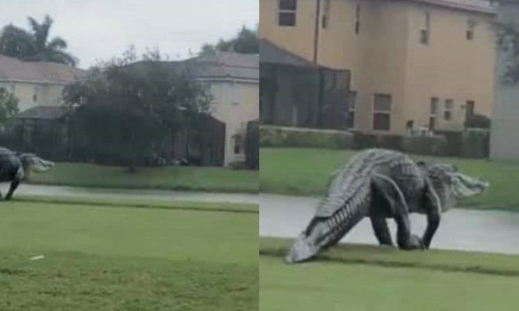 Viral Penampakan Aligator Raksasa, Disebut Mirip Godzilla