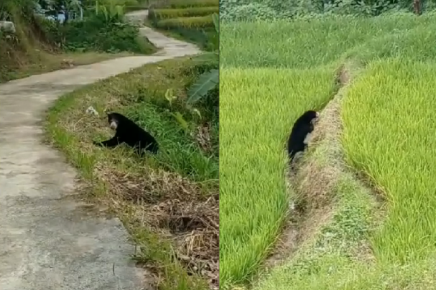 Viral! Beruang Madu Kepergok Warga Sedang Panjat Pohon Durian