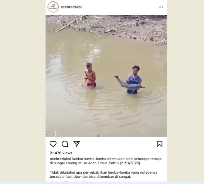 Viral Lumba-lumba Nyasar ke Sungai, Hebohkan Warga Aceh