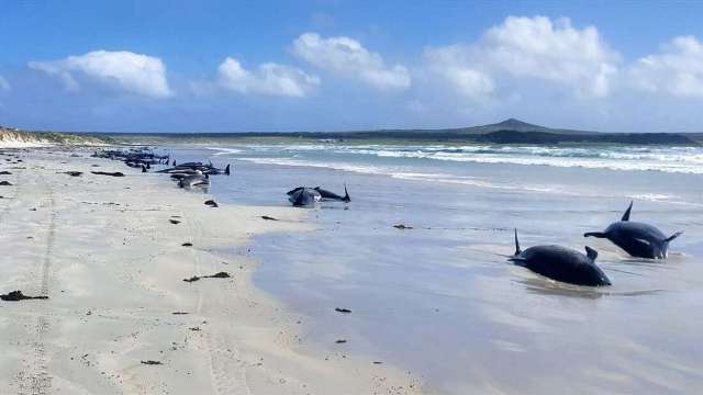 Heboh 97 Ikan Paus Ditemukan Mati Terdampar di Pantai Terpencil