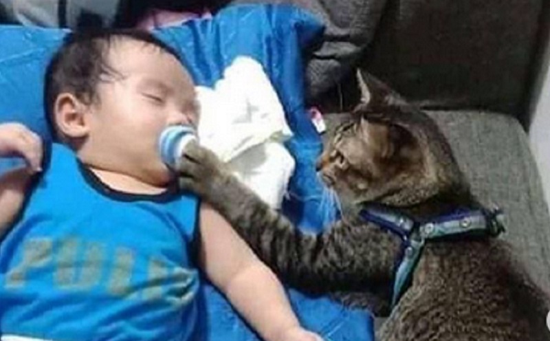 Viral Kucing Mengasuh Bayi, Netizen: Pengasuh yang Profesional