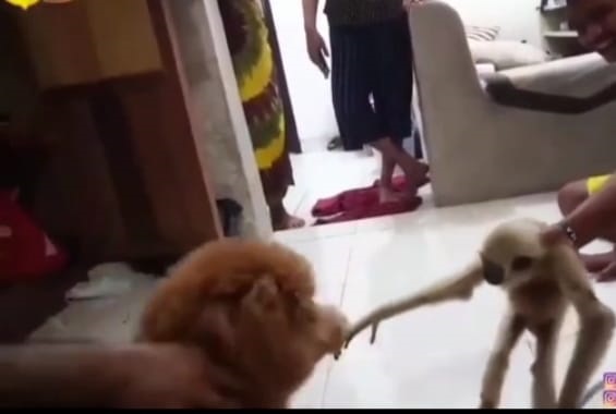 Viral, Video Diduga Kapolres Pelalawan Adu Hewan Dilindungi dengan Anjing