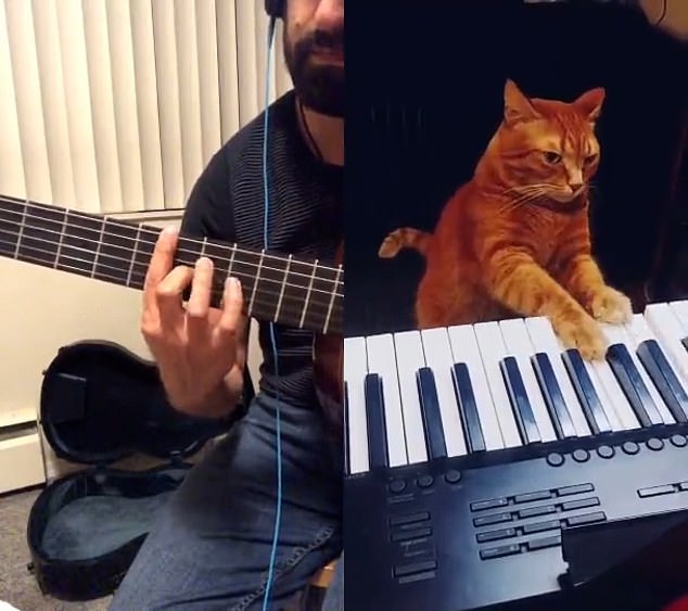 Viral, Kucing Berduet Jazz dengan Musisi Rusia