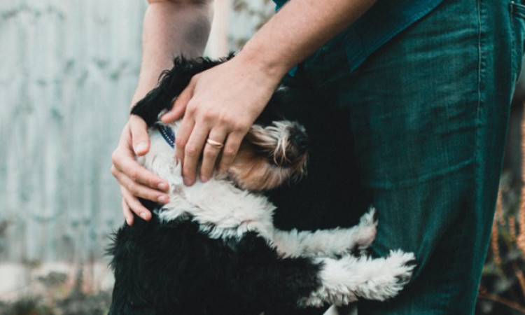 Viral Anjing Liar Nangis Diberi Makan Orang Asing